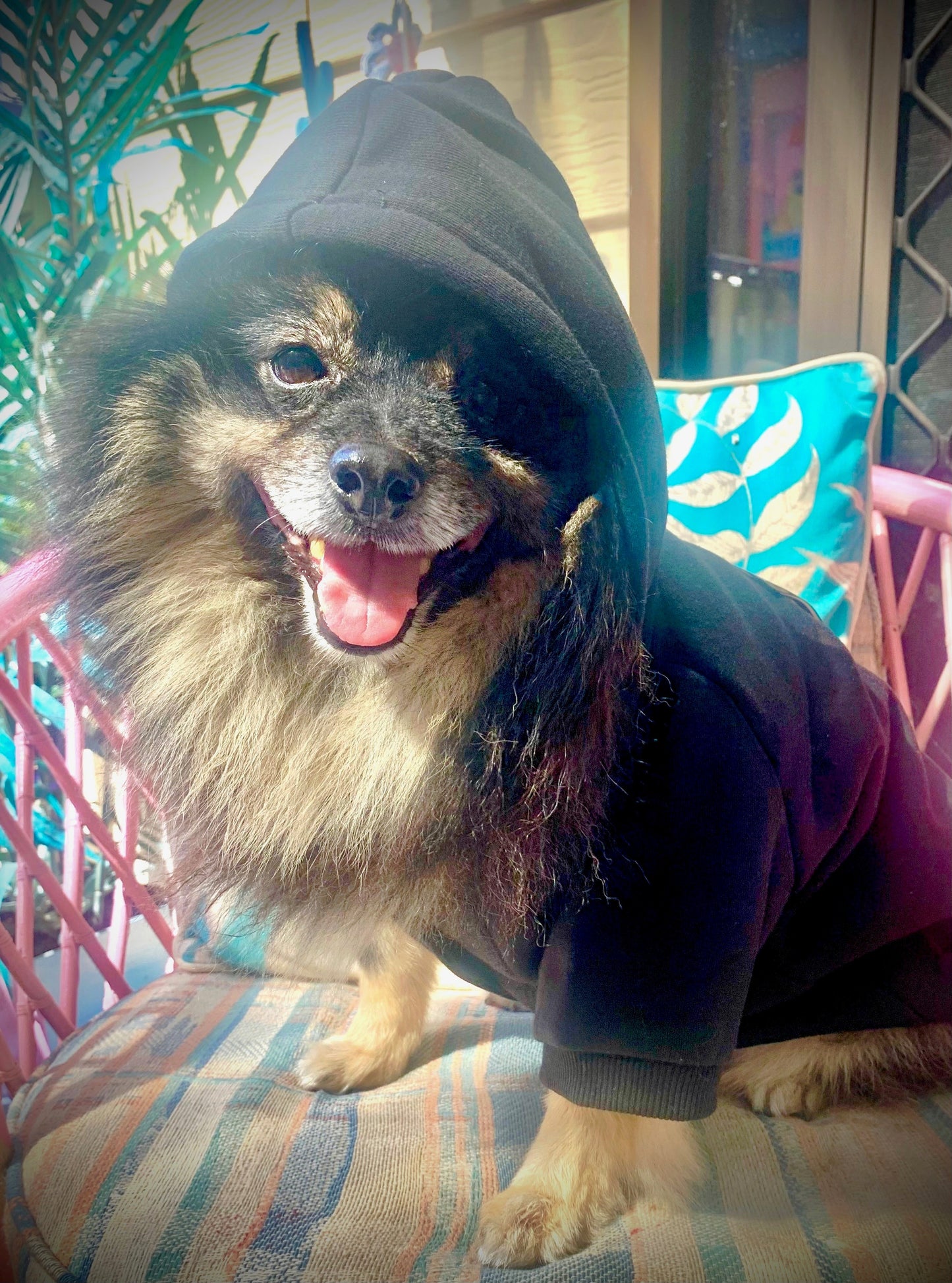 ! Presale - Navy Blue Straight Outta kambah Dog Hoody - Delivery end of February.