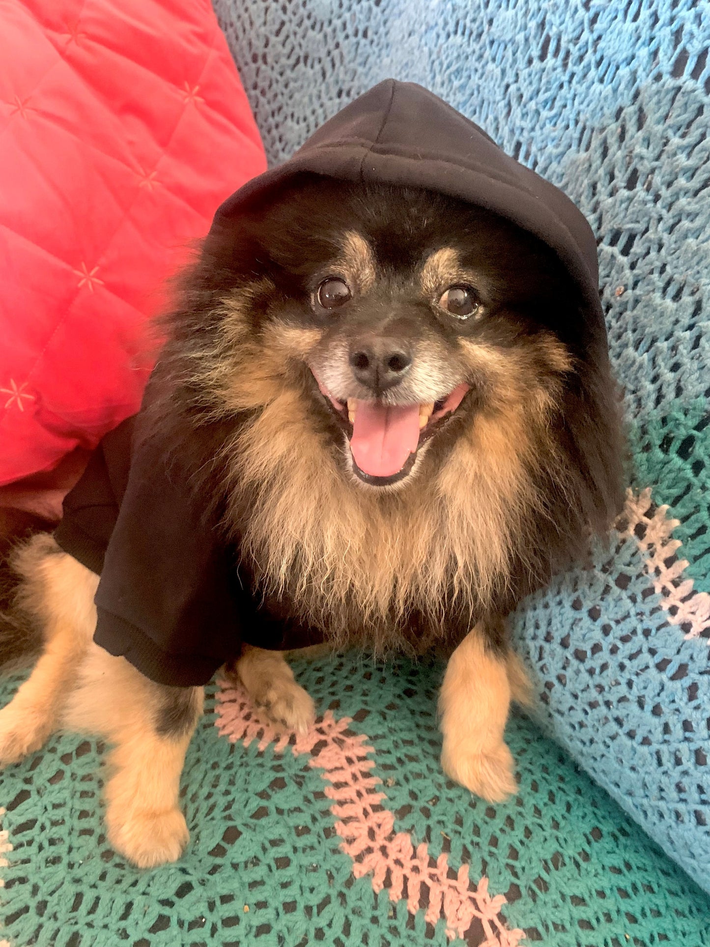 !       Presale - Navy Blue Straight Outta kambah Dog Hoody - Delivery end of February.